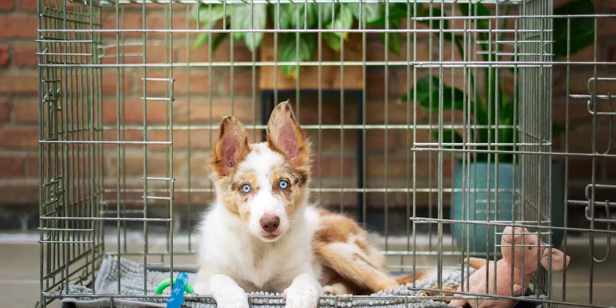 A puppy resting calmly inside a cozy wire training crate