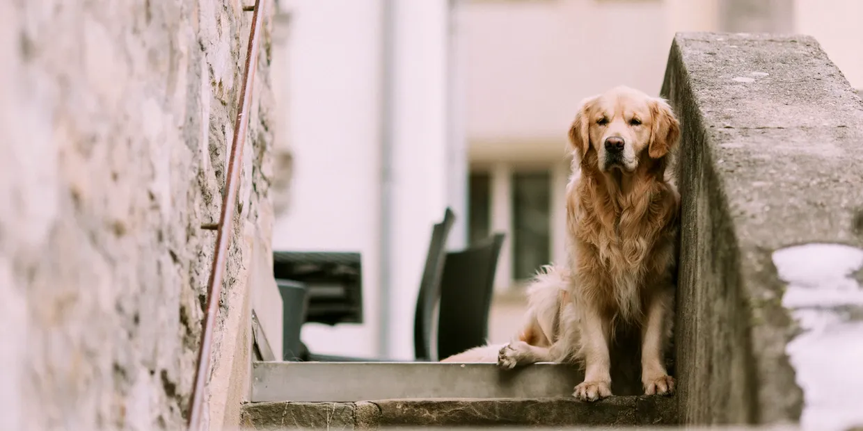 An older dog resting comfortably, the kind of dog that benefits from joint support