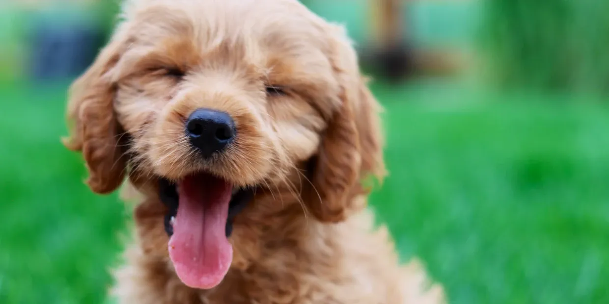 A healthy dog being given a probiotic supplement with its food