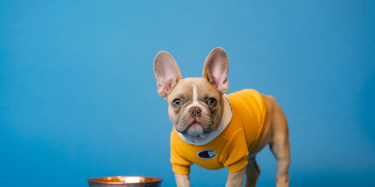 A dog eating from a raised, mess-free elevated feeding station
