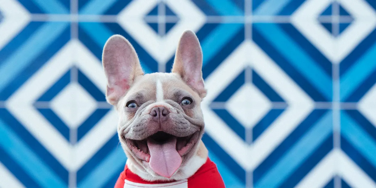 A happy dog with a shiny, healthy coat resting outdoors