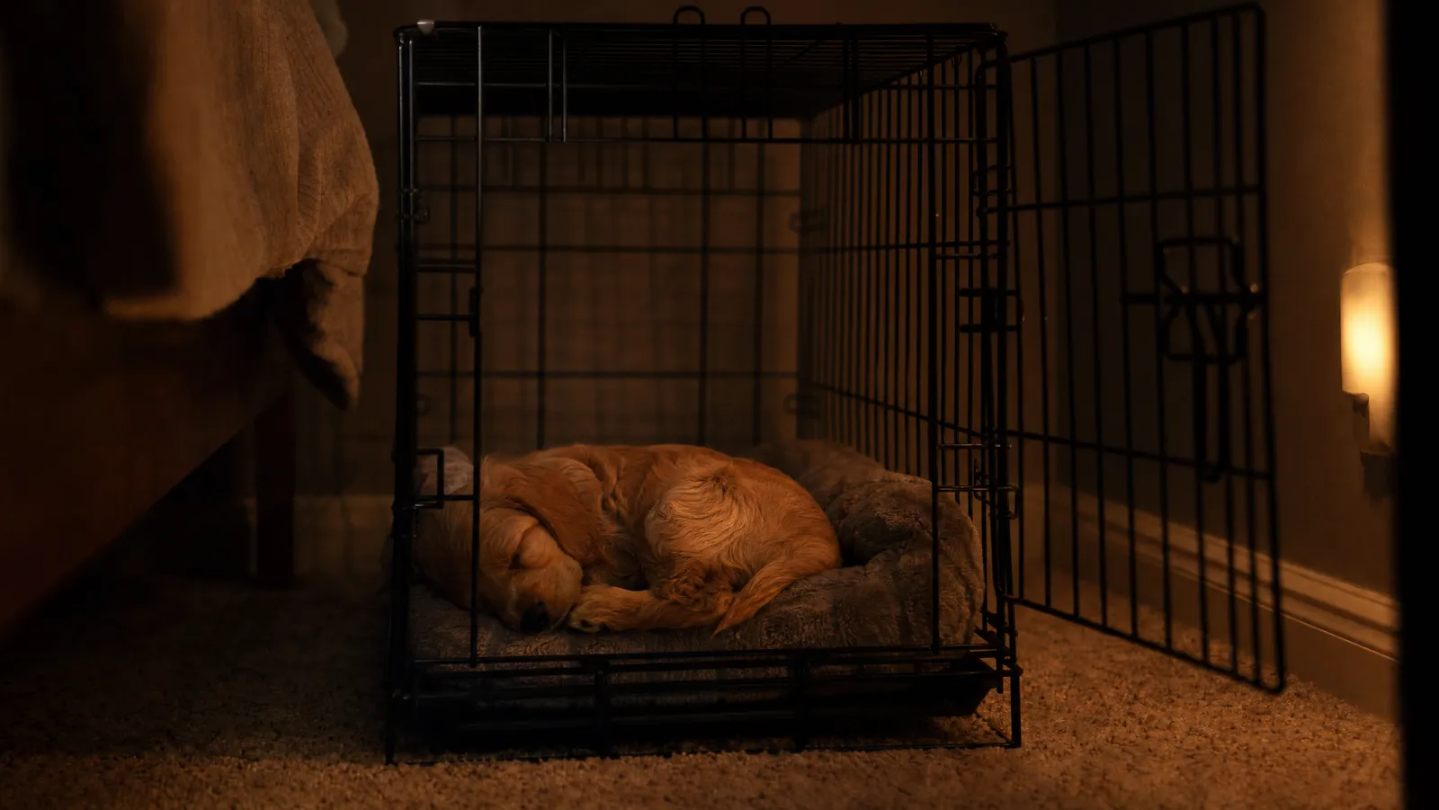 A puppy asleep on a padded mat inside an open wire crate in a dark bedroom lit by a dim nightlight