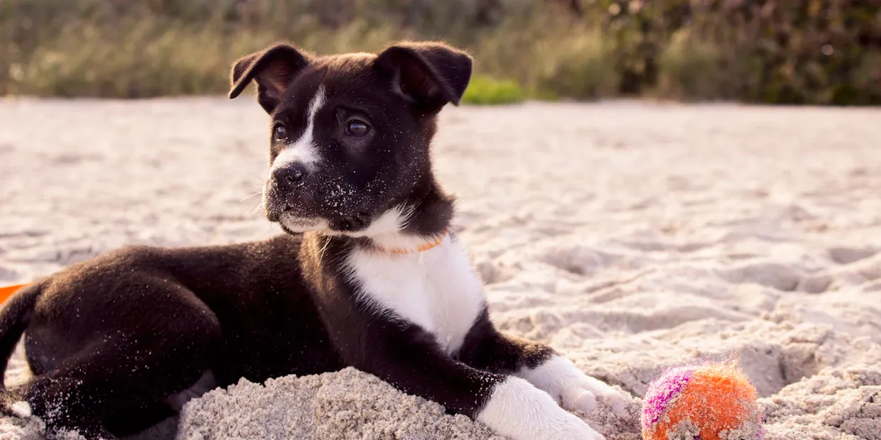 A young puppy playing with chew and plush toys on the floor